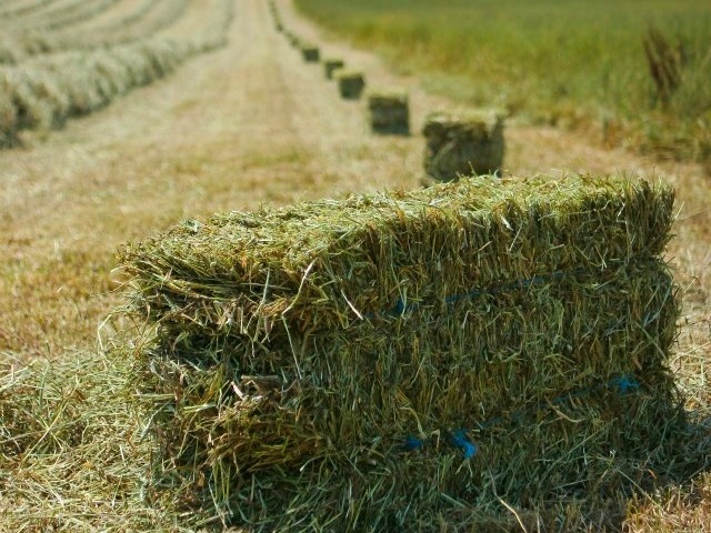 Hay Bales - Quality Landscaping Supplies Levin